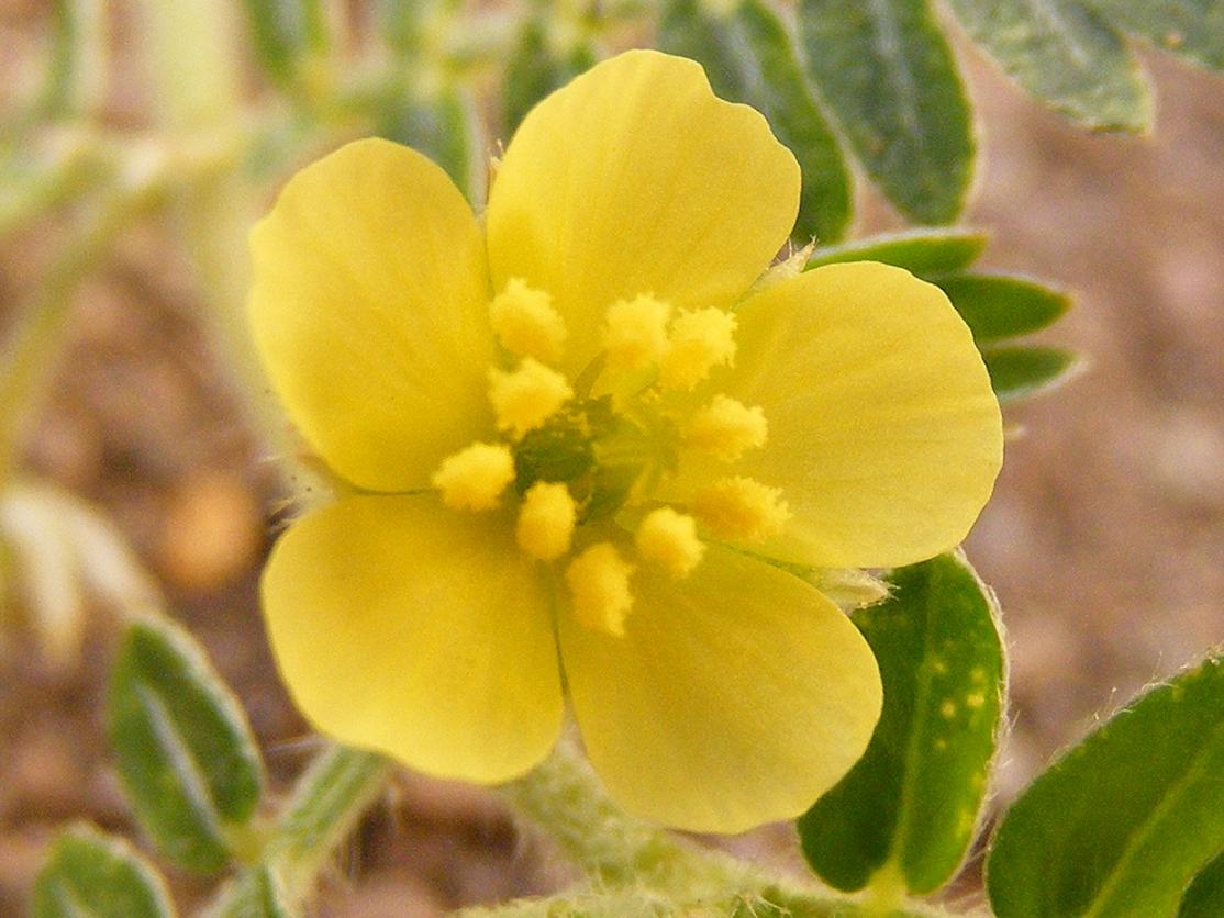 Tribulus terrestris / Tribolo